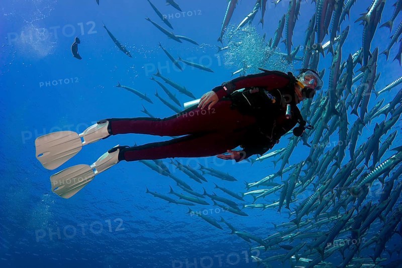 Diver swimming with a school of Blackfin Barracudas (Sphyraena qenie)