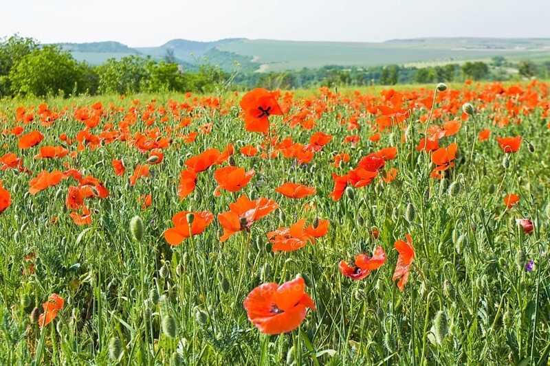 Meadow with many red poppies