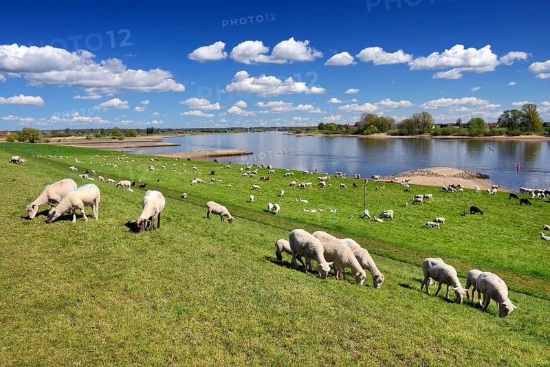 Sheep grazing on a dyke