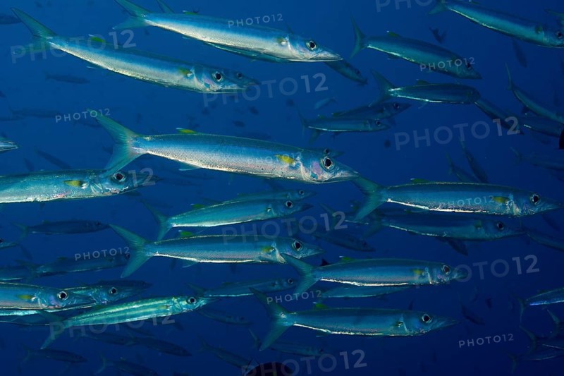 School of Sharpfin Barracuda (Sphyraena helleri)