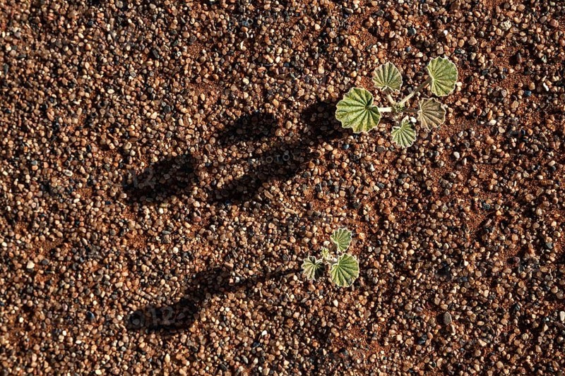Young plant growing on the desert floor