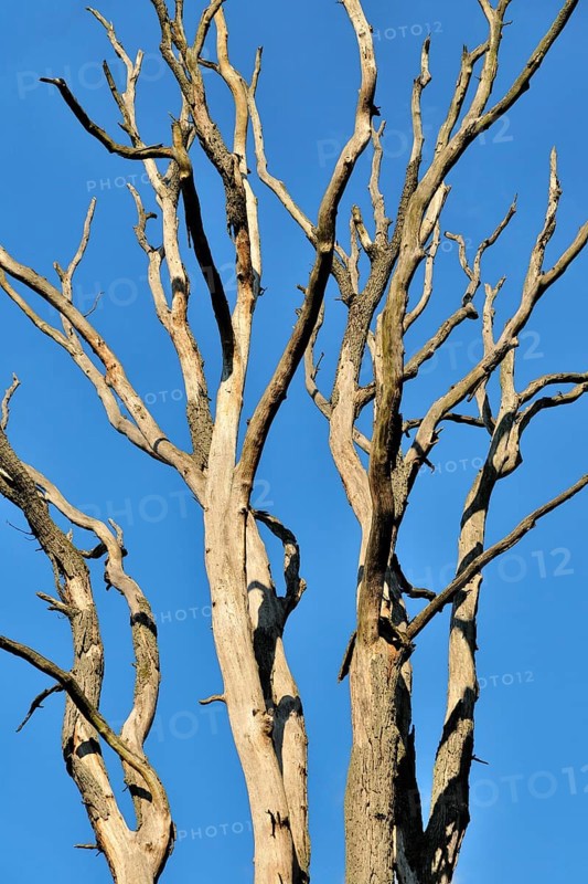 Treetop of a dead tree