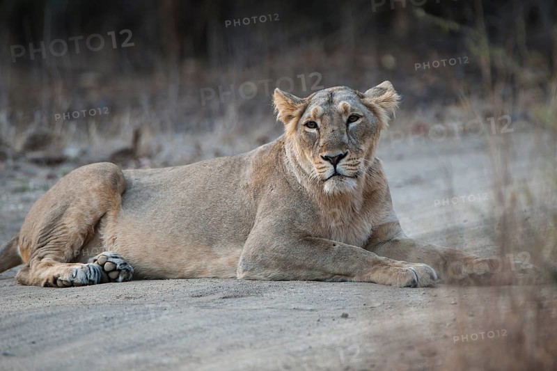 Asiatic lion (Panthera leo persica) lying on a dirt path
