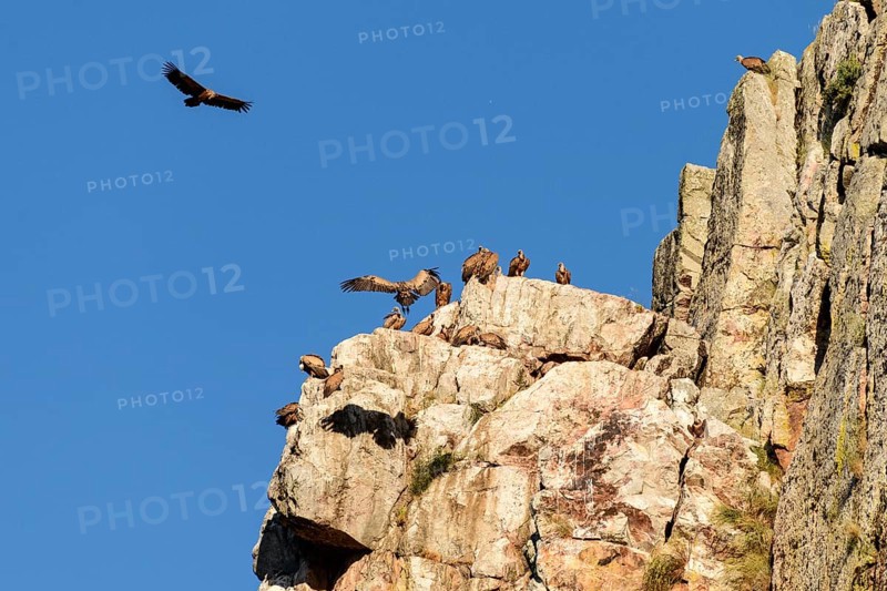Griffon vulture (Gyps fulvus)