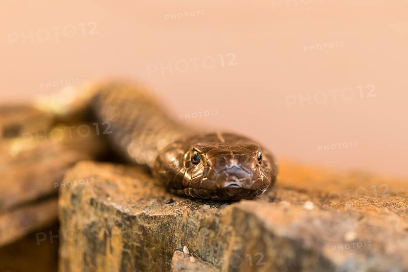 Olive whip snake (Psammophis mossambicus)