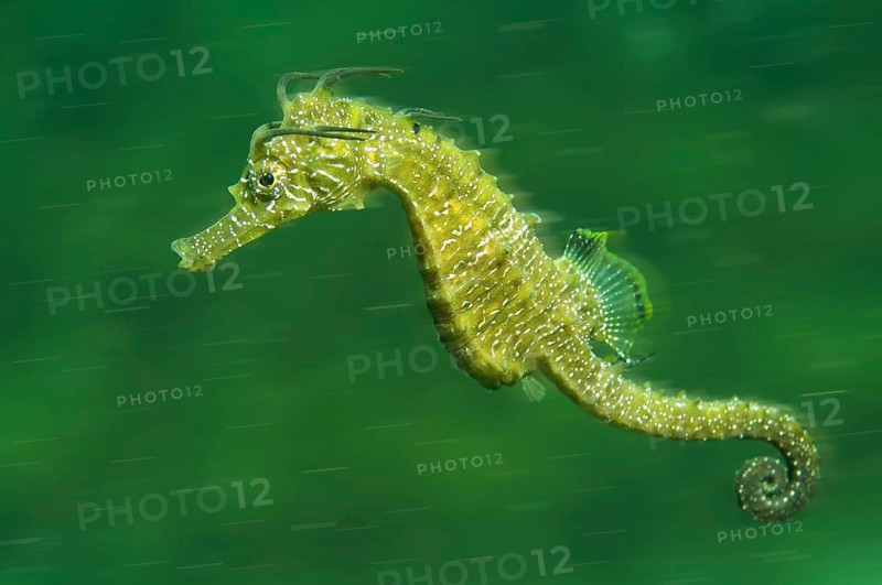 Short-snouted Seahorse (Hippocampus hippocampus)