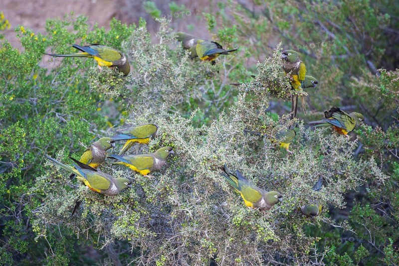 Flock of Burrowing Parrots or Burrowing Parakeets (Cyanoliseus patagonus) on a bush
