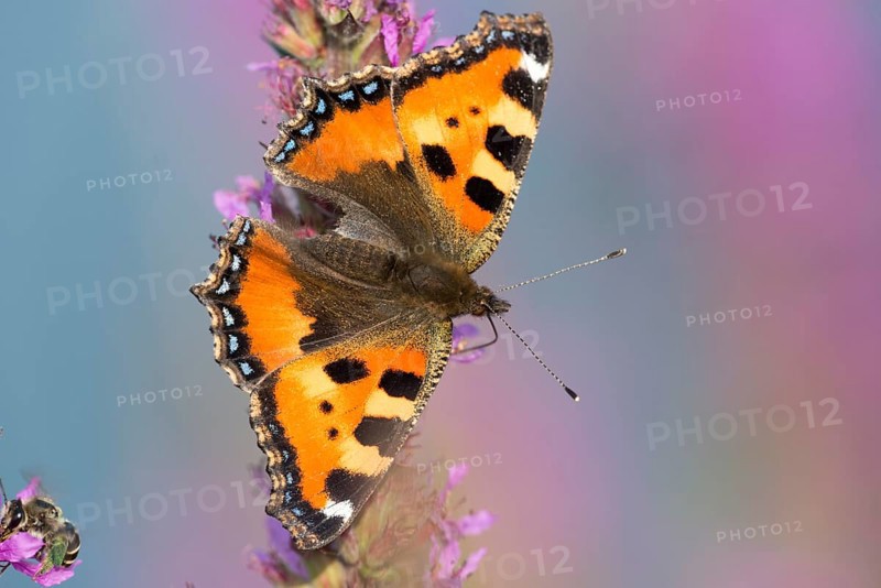 Small Tortoiseshell (Aglais urticae