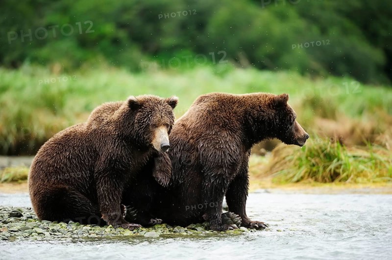 Brown Bear (Ursus arctos)