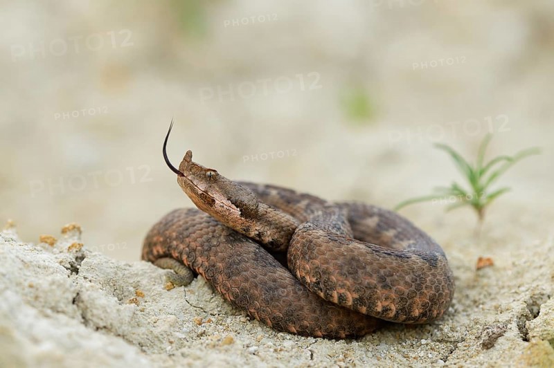 Horned Viper (Vipera ammodytes)