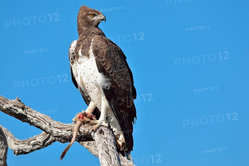 Martial Eagle (Polemaetus bellicosus)
