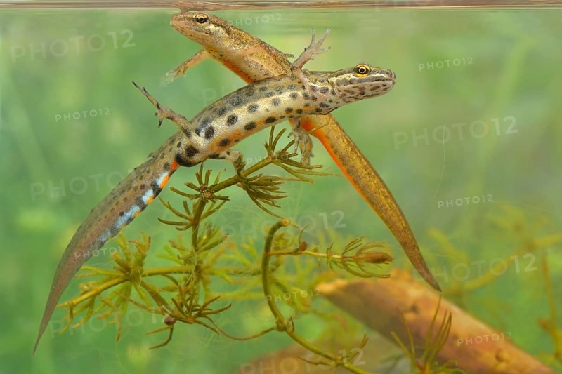 Smooth newt (Triturus vulgaris)
