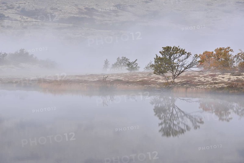 Trees in morning mist at Lake Doralstjornin or Doralstjornin