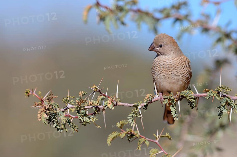 Red-headed Finch (Amadina erythrocephala)