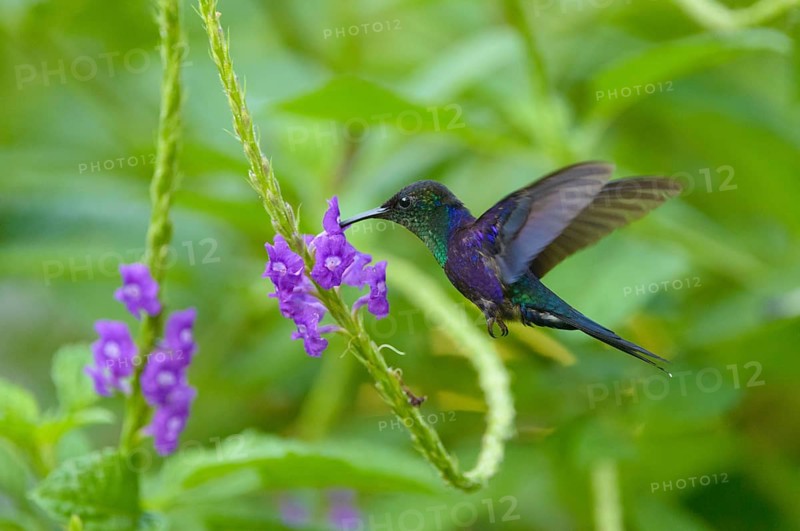 Violet-crowned Woodnymph (Thalurania colombica)