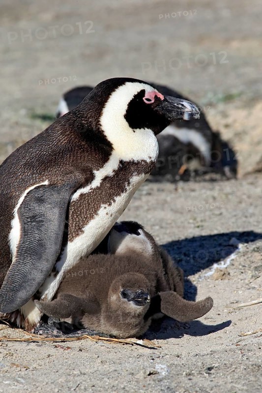African Penguin (Spheniscus demersus)