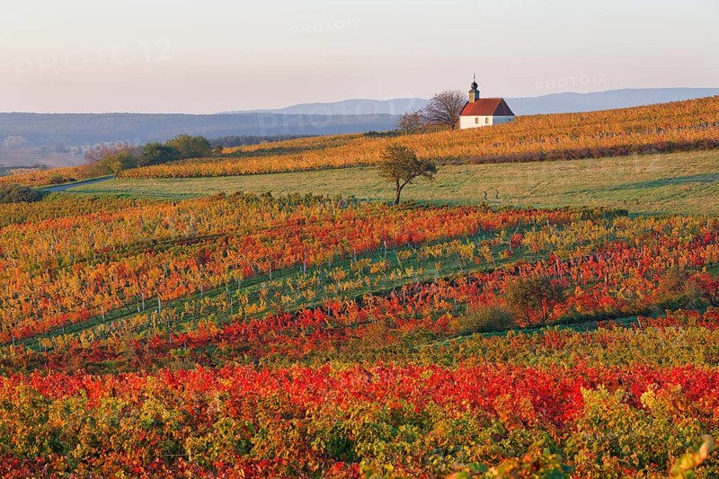 Autumnal vineyards