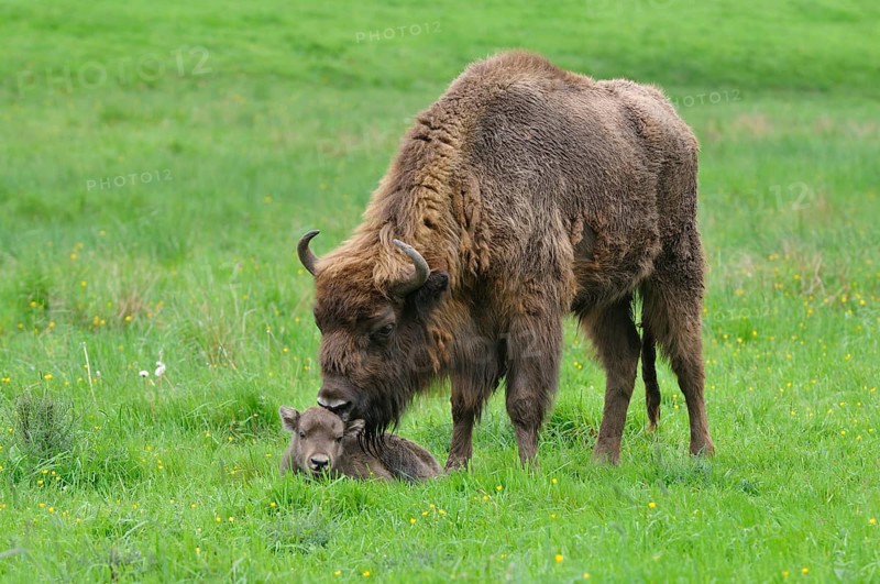 European Bison (Bison bonasus)