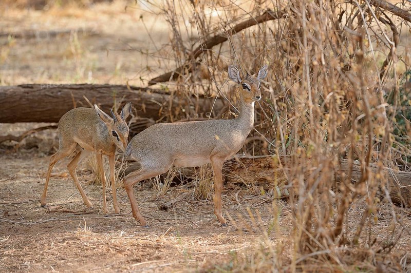 Kirk's Dik (Madoqua kirkii)