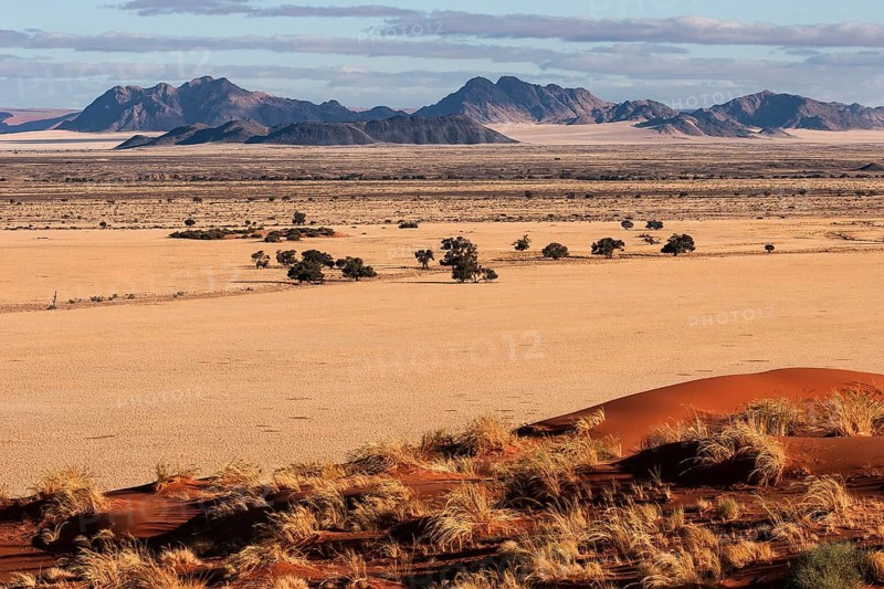 View from Elim Dune onto grass steppe and Camel thorn trees (Vachellia erioloba) at Sesriem Camp