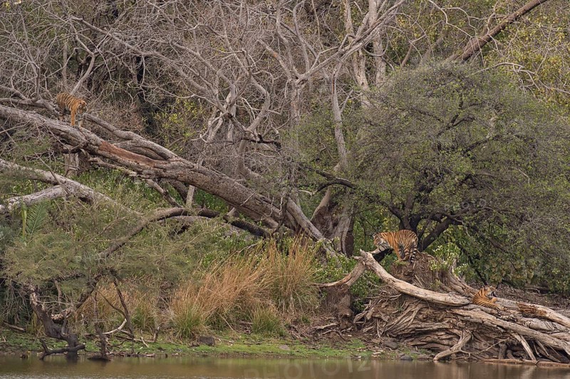 Young wild Bengal Tiger cubs (Panthera tigris tigris) climbing trees at the edge of a lake in the forest