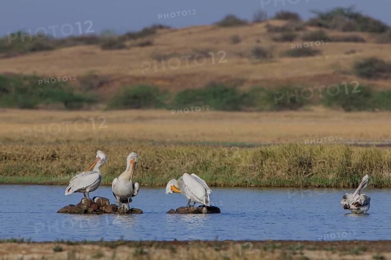 Dalmatian Pelican (Pelecanus crispus)