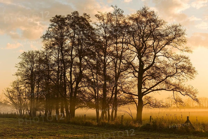 Black Alder trees (Alnus glutinosa) in the early morning