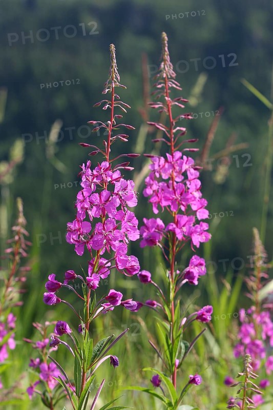 Fireweed (Epilobium angustifolium