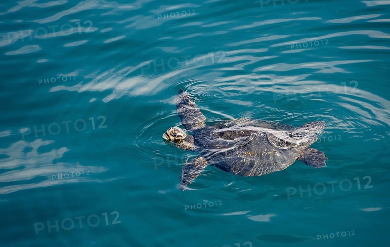 Galapagos green turtle (Chelonia agassizii