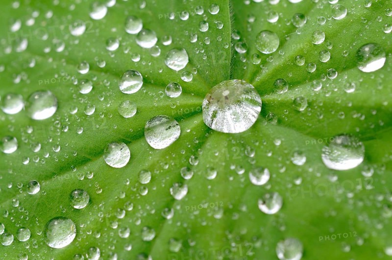 Lady's Mantle (Alchemilla sp) with dew drops
