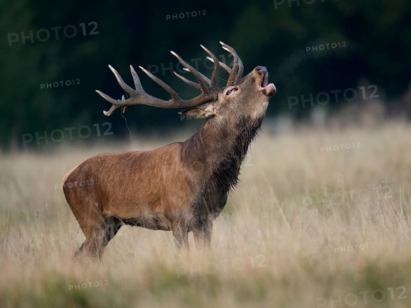 Red Deer (Cervus elaphus)