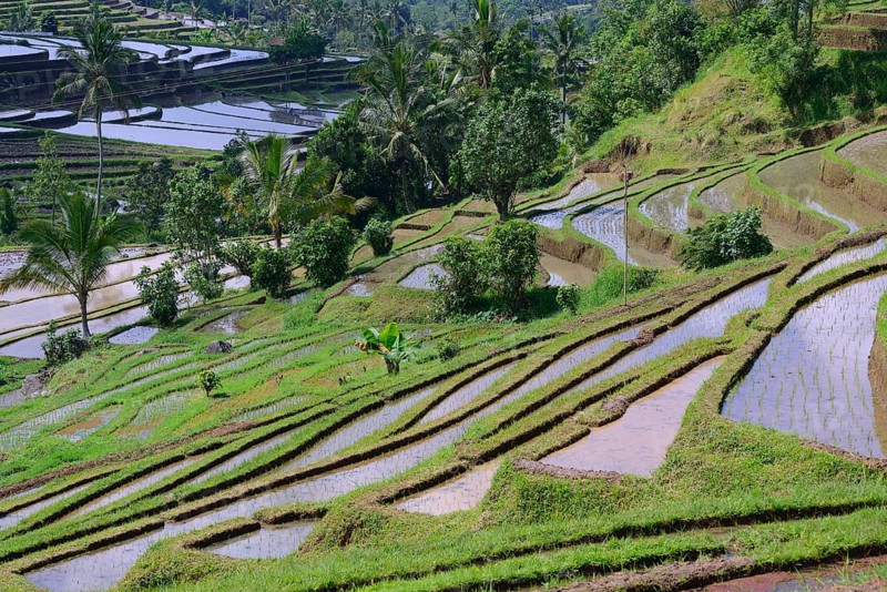 The famous rice terraces of Jatiluwih