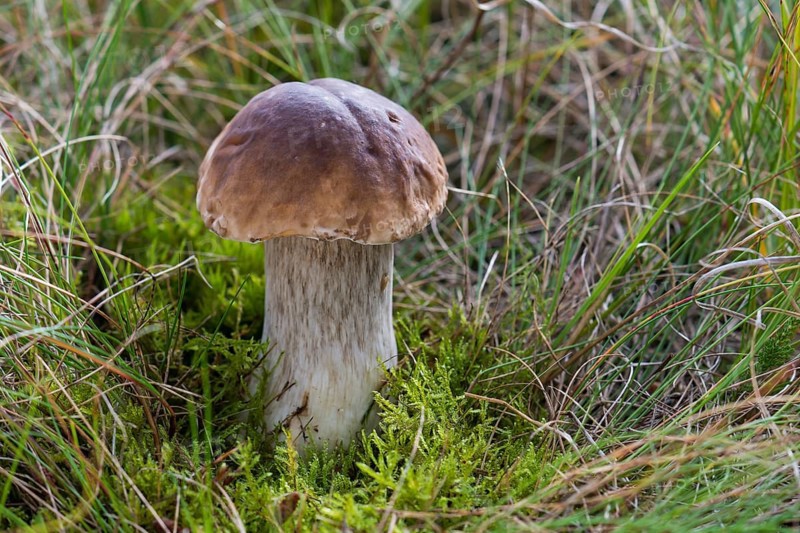 Porcini Mushroom (Boletus edulis)