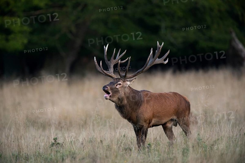 Red Deer (Cervus elaphus)
