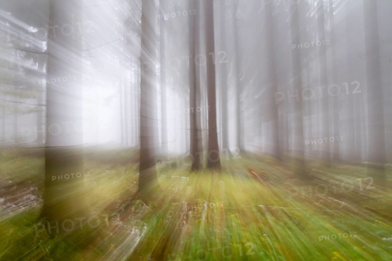 Impresssions of an autumnal forest