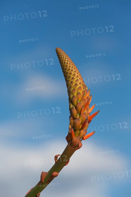 Aloe Vera (Aloe vera)