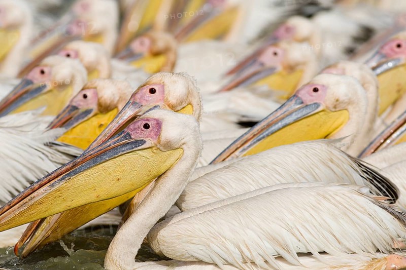Group of Great White Pelicans (Pelecanus onocrotalus)