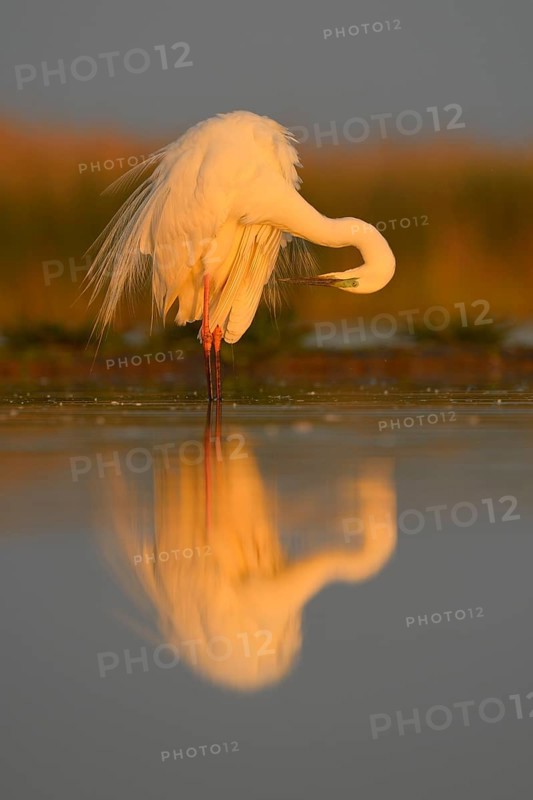 Great Egret (Ardea alba)