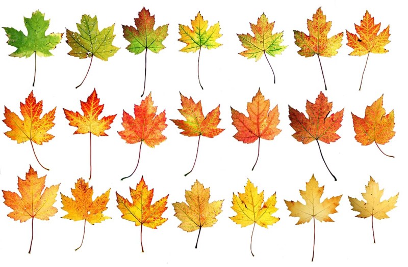 Autumn leaves