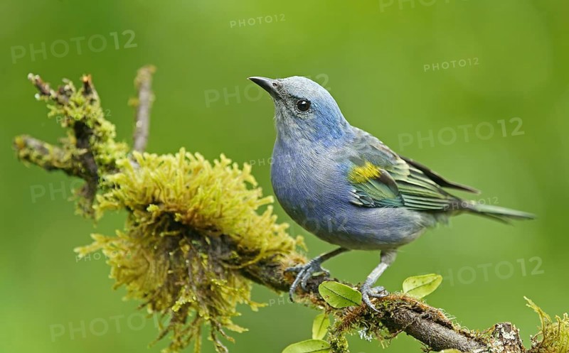 Golden-chevroned tanager (Thraupis ornata)