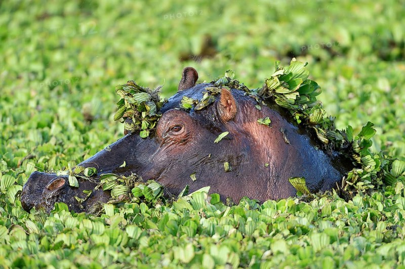 Hippopotamus (Hippopotamus amphibicus)