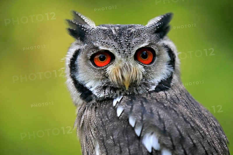 Southern White-faced Owl (Ptilopsis granti)
