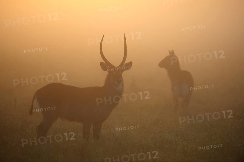 Waterbucks (Kobus ellipsiprymnus) in the morning mist