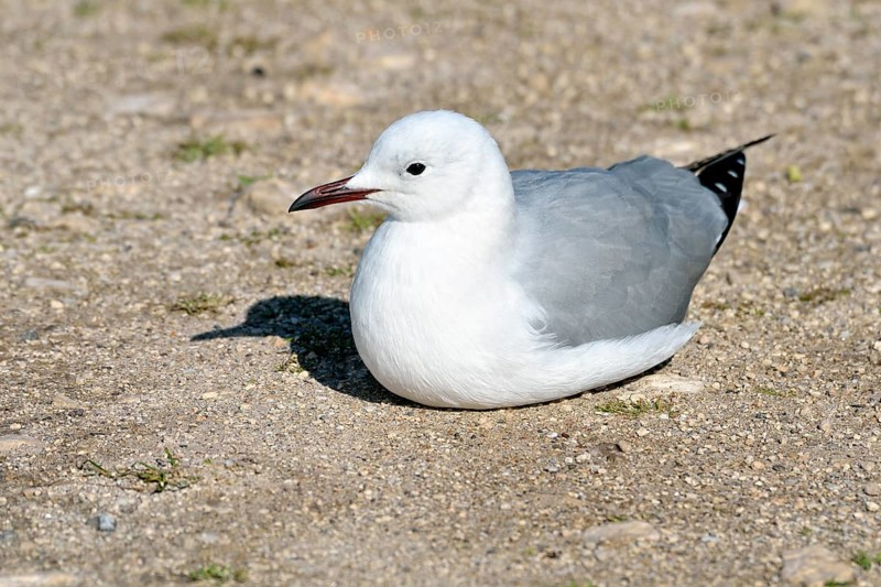 Hartlaub's Gull (Chroicocephalus hartlaubii)