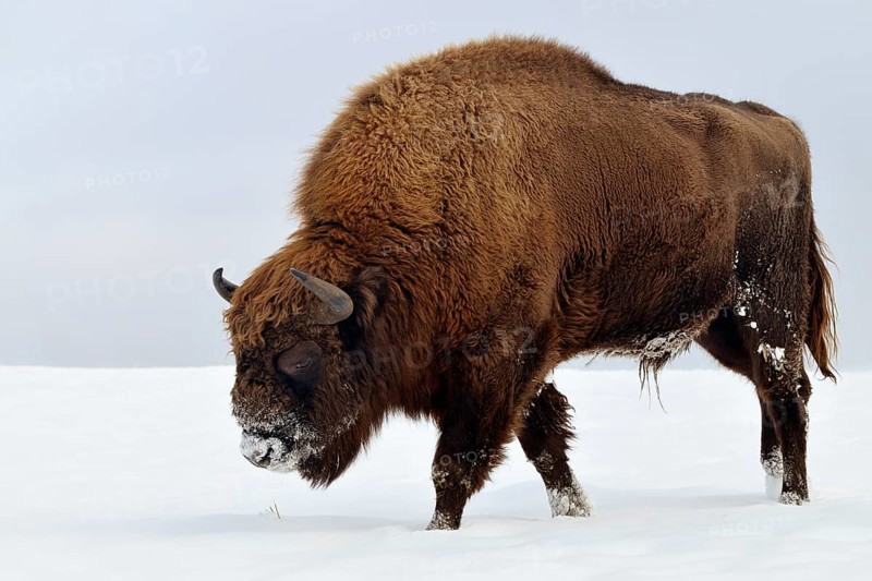 Bison (Bison bonasus) in the snow