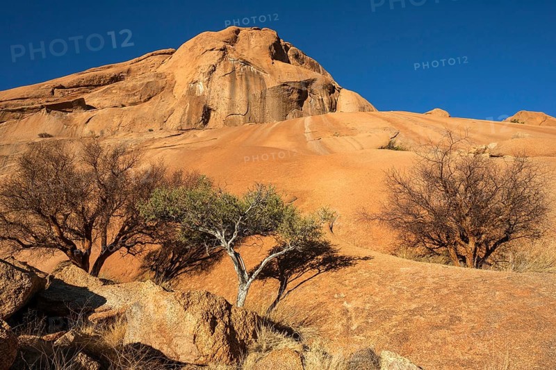 Blue-leaved corkwood (Commiphora glaucescens) and Shepherd's tree (Boscia albitrunca) within the rock formations of Spitzkoppe