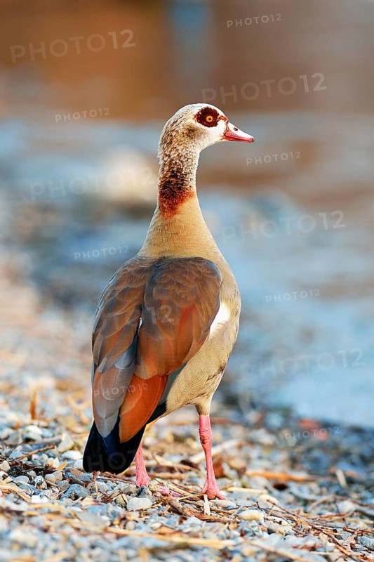 Egyptian goose (Alopochen aegyptiacus)