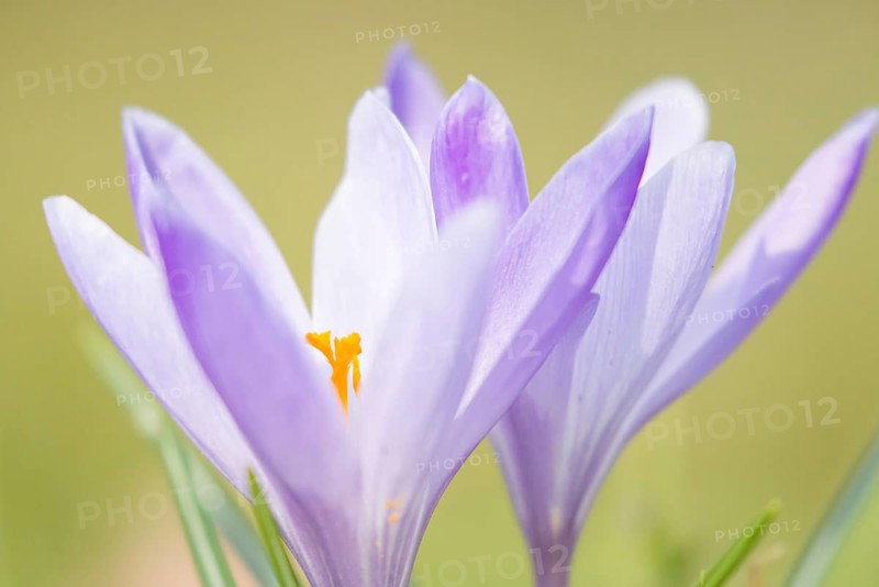 Purple crocuses (Crocus)
