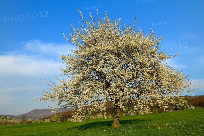 Sweet Cherry tree (Prunus avium)