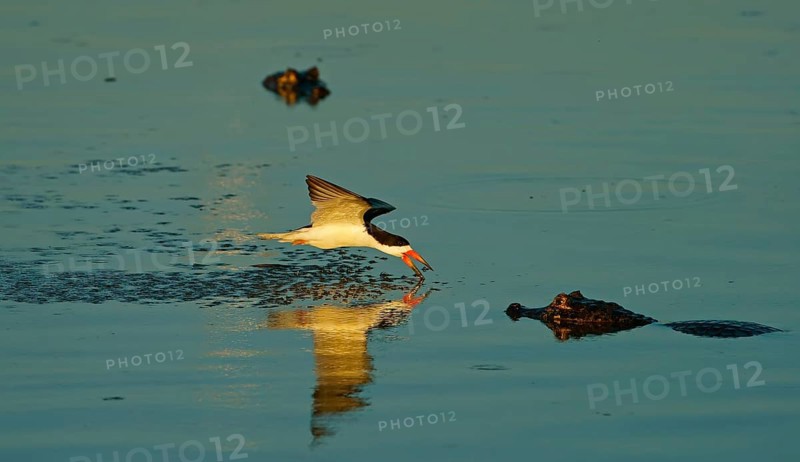 Black Skimmer (Rynchops niger) in flight fishing between crocodiles